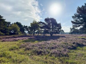 Blühende Heide in der Senne